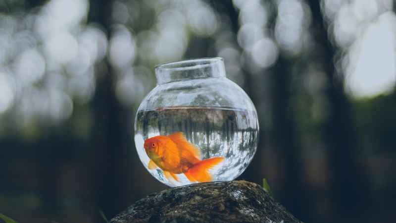 goldfish